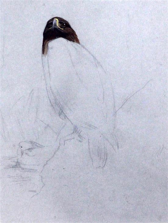 Archibald Thorburn (1860-1935) Sketch of perched eagle 7 x 5.5in.